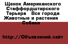 Щенок Американского Стаффордштирского Терьера - Все города Животные и растения » Собаки   